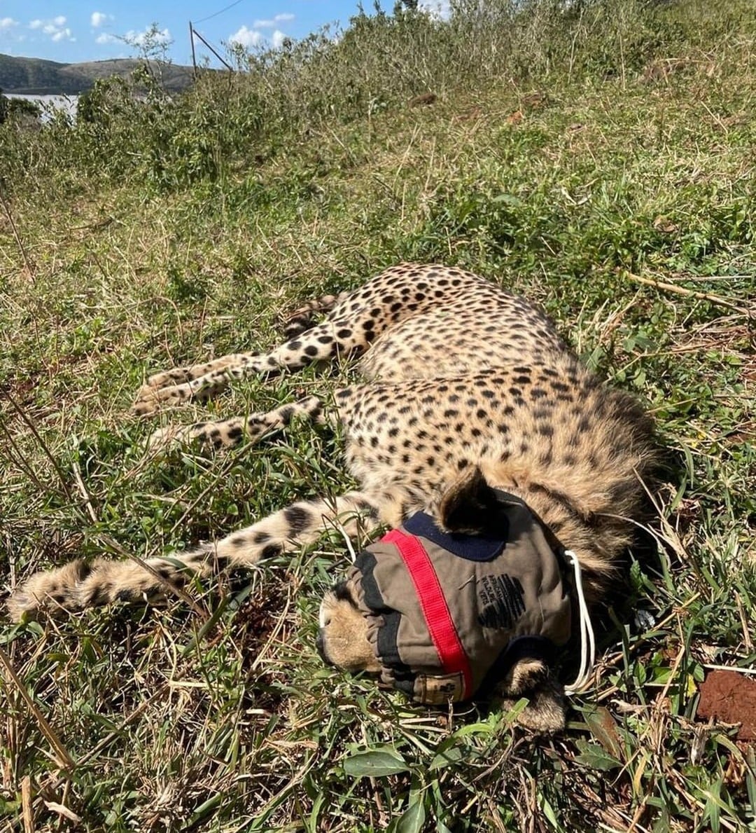 Botswana Okavango Wildlife Veterinary Expedition